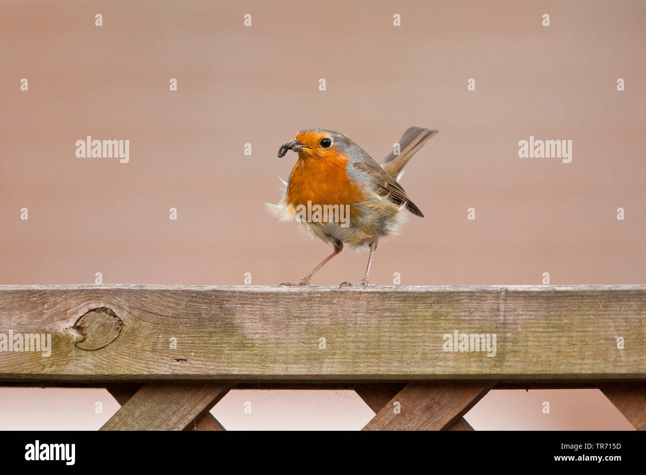 European robin (Erithacus rubecula), perched with food on a garden fench, Netherlands, South Holland, Katwijk Stock Photo