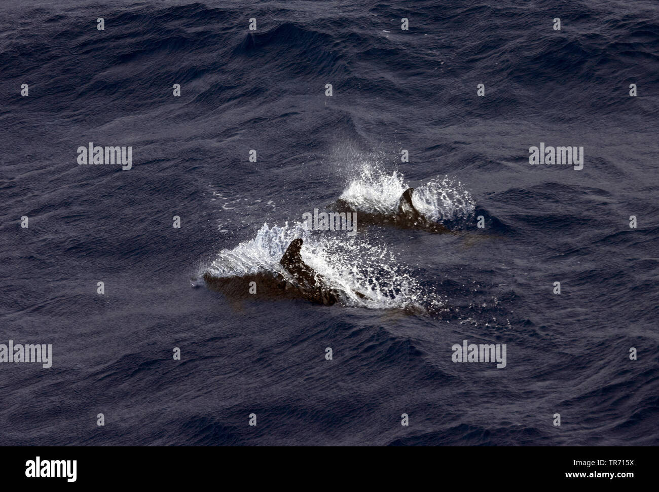 rough-toothed dolphin, slopehead, steno, rough porpoise, rough-toothed porpoise, black porpoise (Steno bredanensis, Delphinus bredanensis), Saint Helena Stock Photo