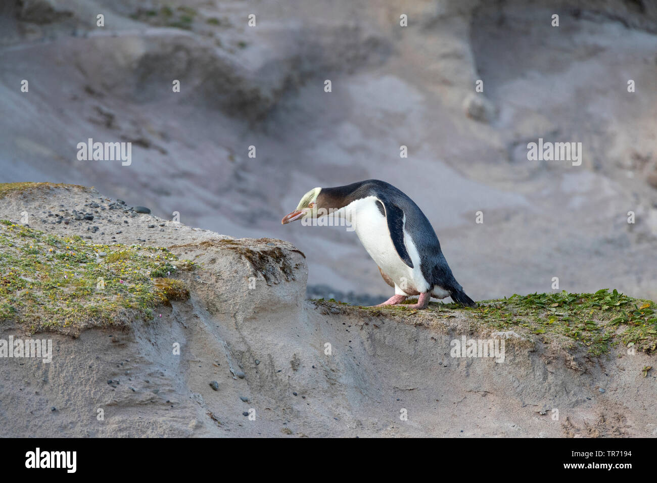 yellow-eyed penguin (Megadyptes antipodes), standing on a hill on Enderby Island, New Zealand, Auckland islands, Enderby Island Stock Photo