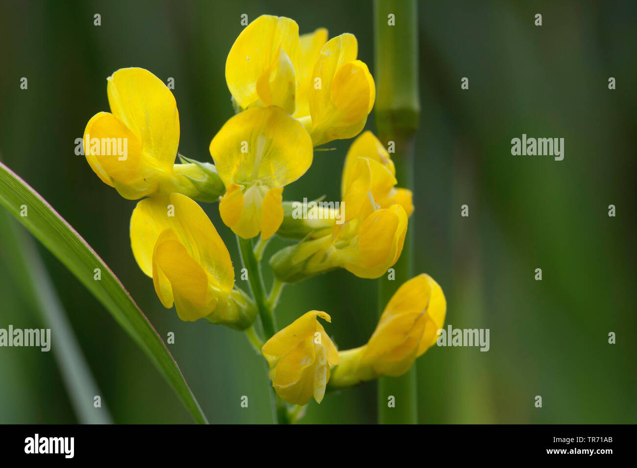Meadow peavine, Meadow vetchling, Yellow vetchling (Lathyrus pratensis), inflorescence, Germany, Bavaria Stock Photo