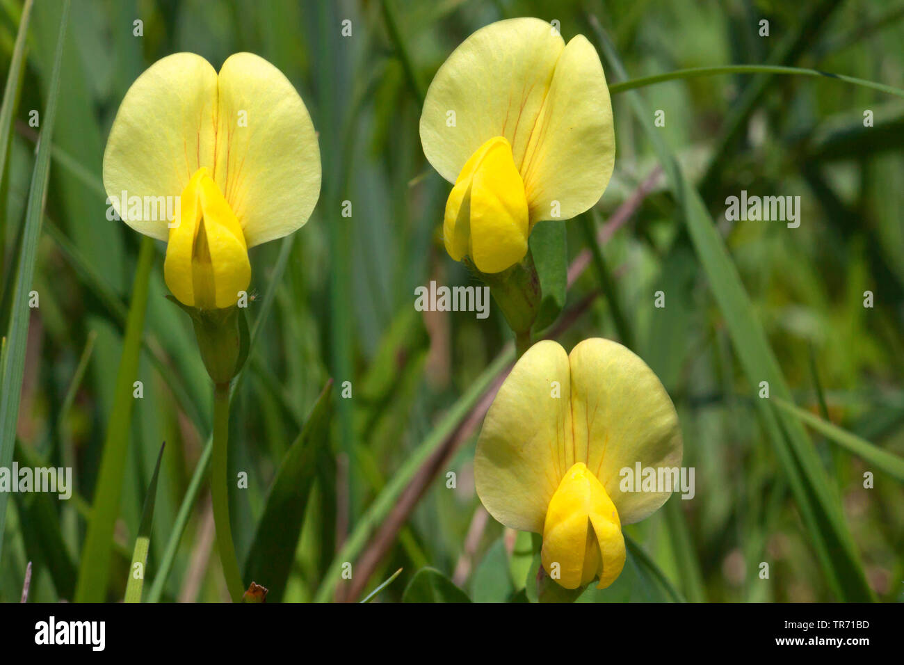 Dragon's Teeth (Tetragonolobus maritimus, Lotus maritimus, Lotus siliquosus), blooming, Germany, Bavaria Stock Photo