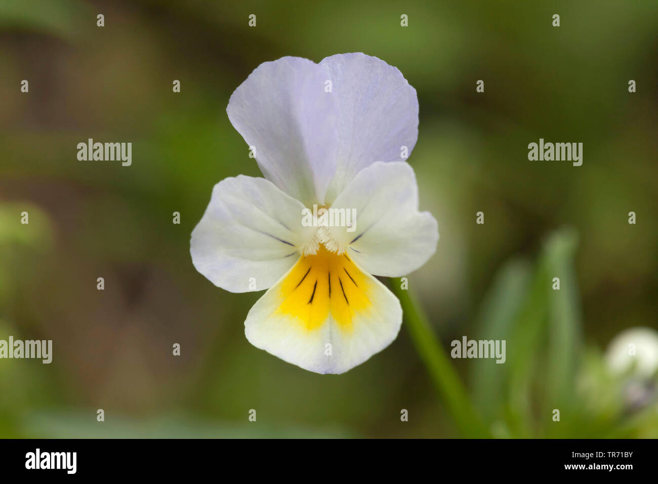 cultivated pansy, field pansy, small wild pansy (Viola arvensis), flower, Germany, Bavaria Stock Photo