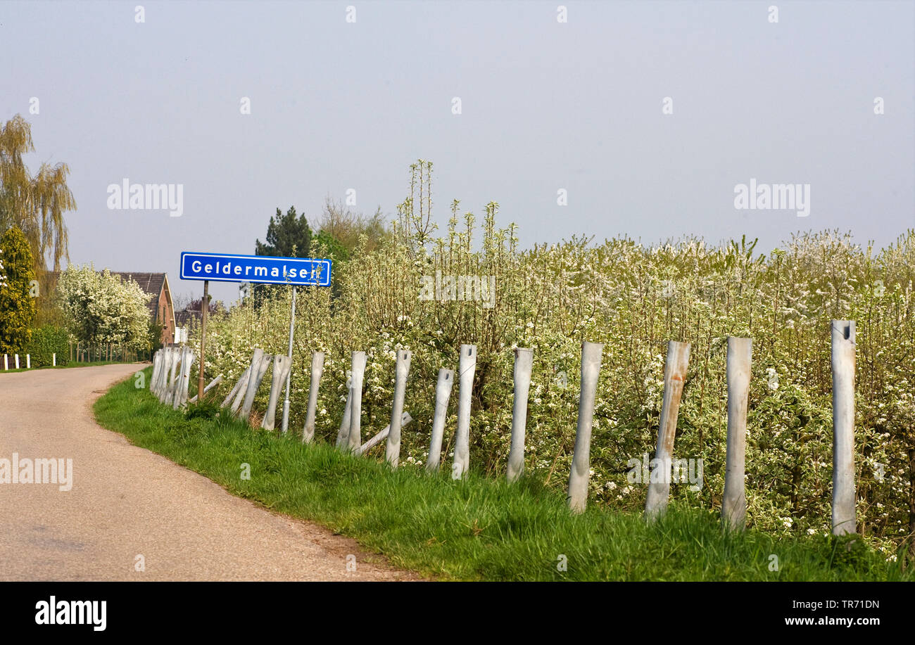 Orchards in the Betuwe, Netherlands, Gelderland, Betuwe, Geldermasen Stock Photo