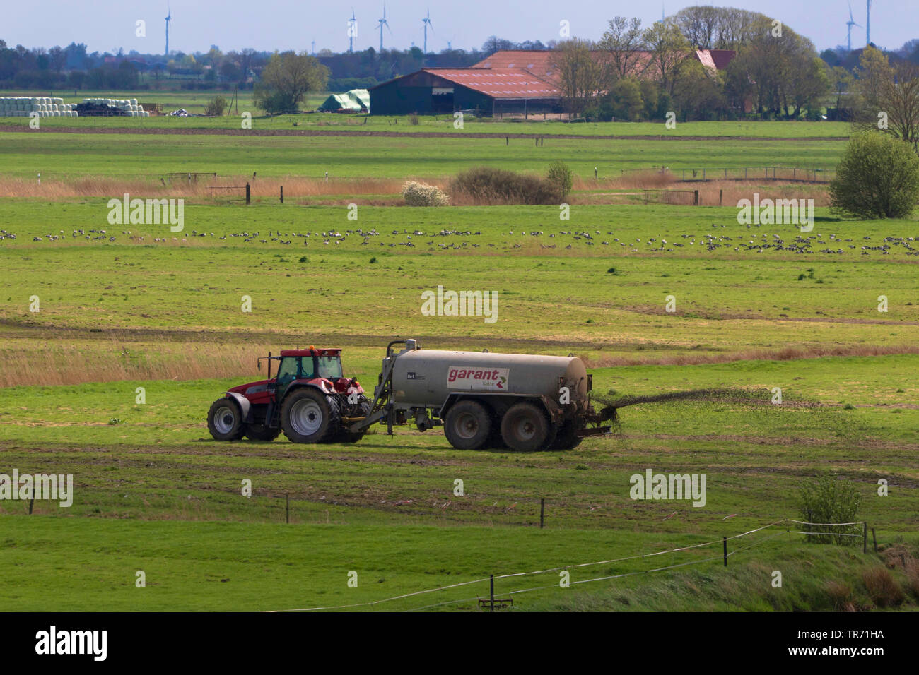 liquid manure distribution on pasture, Germany, Lower Saxony, East Frisia, Pogum Stock Photo
