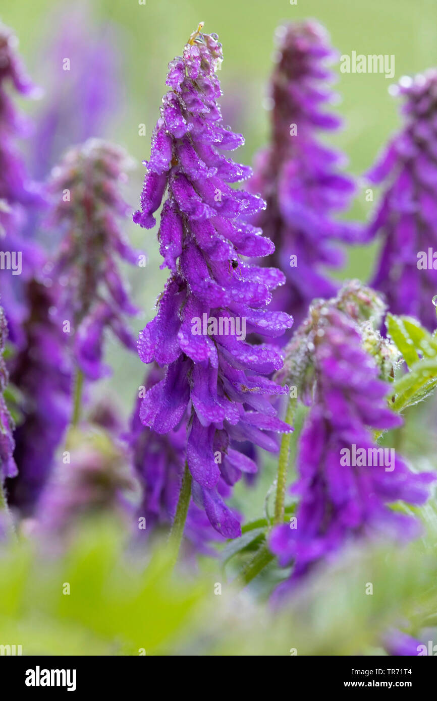 bird vetch, tinegrass, tufted vetch (Vicia cracca), flowers with morning dew, Germany Stock Photo