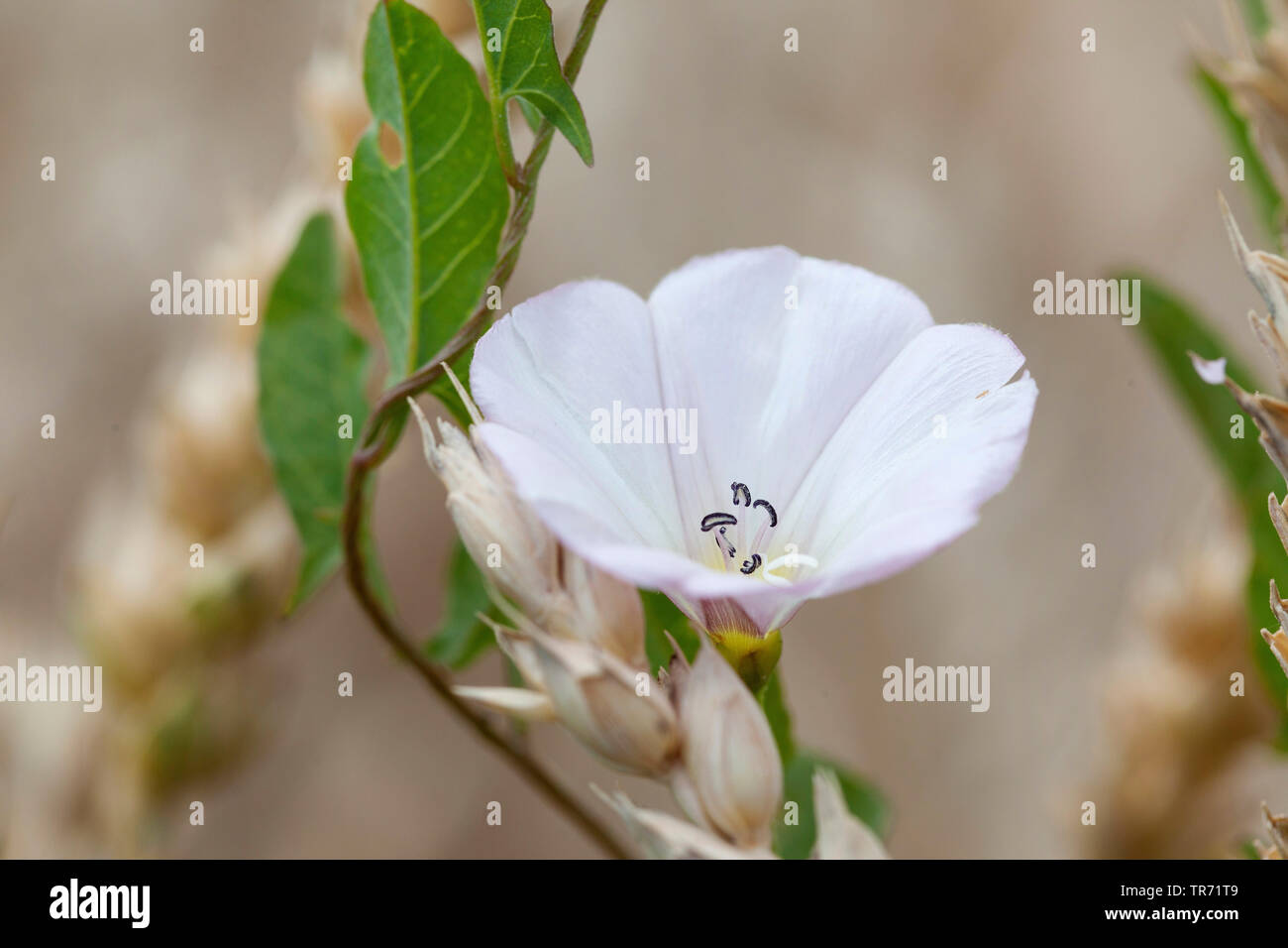 field bindweed, field morningglory, small bindweed (Convolvulus