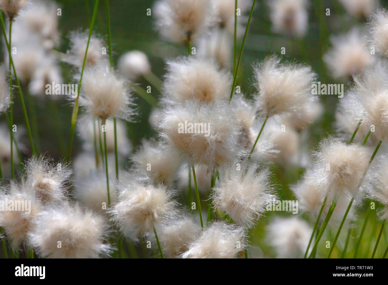 Hare's-tail cottongrass, Tussock cottongrass, Sheathed cottonsedge (Eriophorum vaginatum), fruiting, Germany, Bavaria Stock Photo