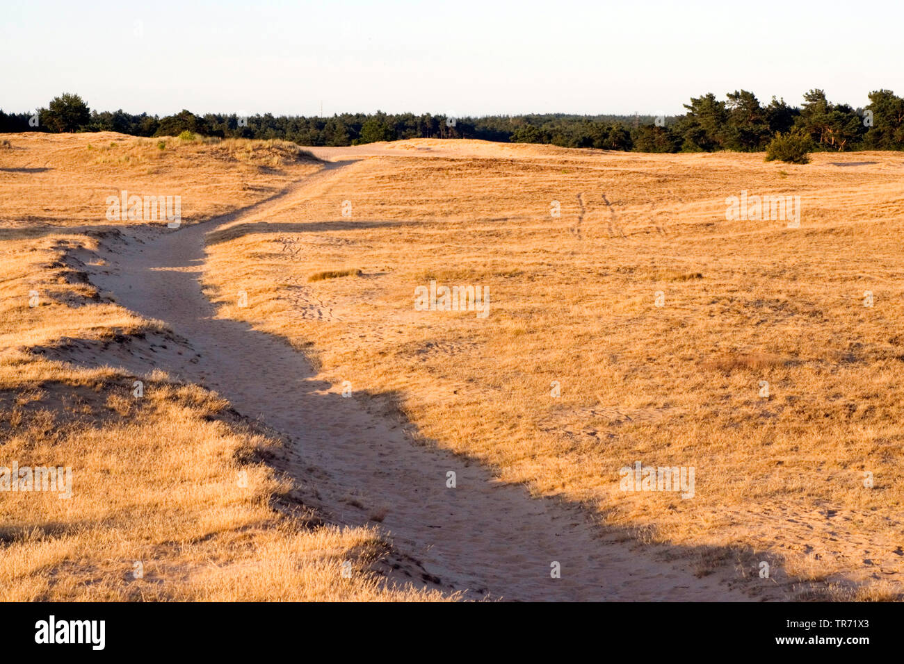 Dunes Kootwijkerzand Kootwijk Netherlands Veluwezoom National Park 