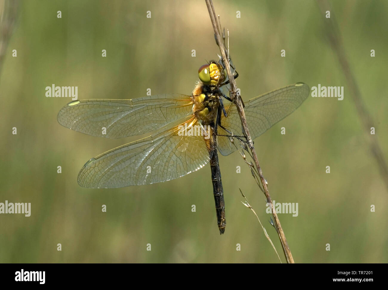 Sympetrum Flaveolum High Resolution Stock Photography and Images - Alamy