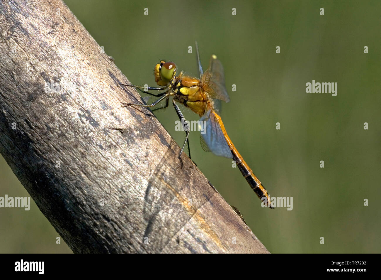 Yellow winged darters hi-res stock photography and images - Alamy