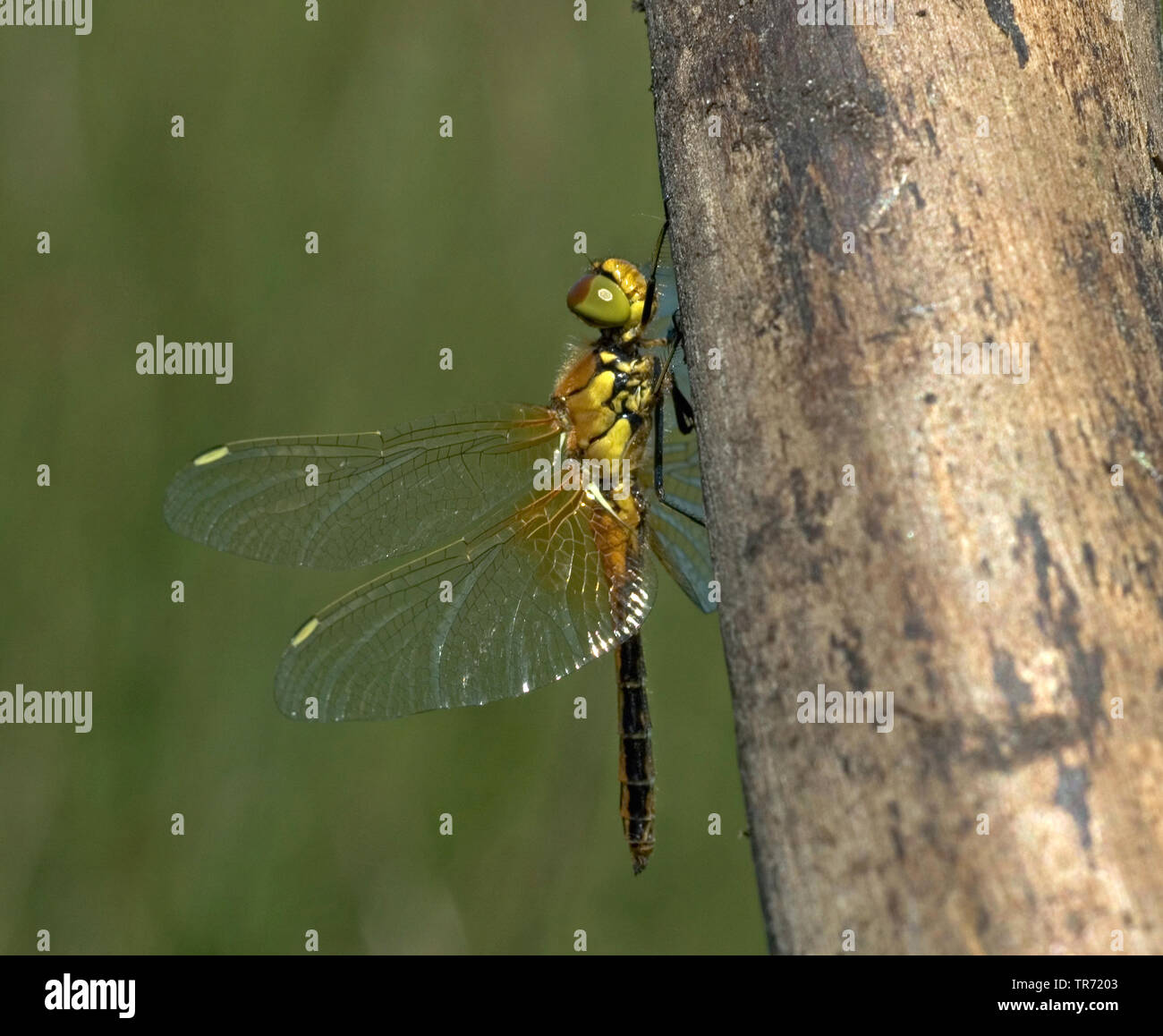 Sympetrum Flaveolum High Resolution Stock Photography and Images - Alamy