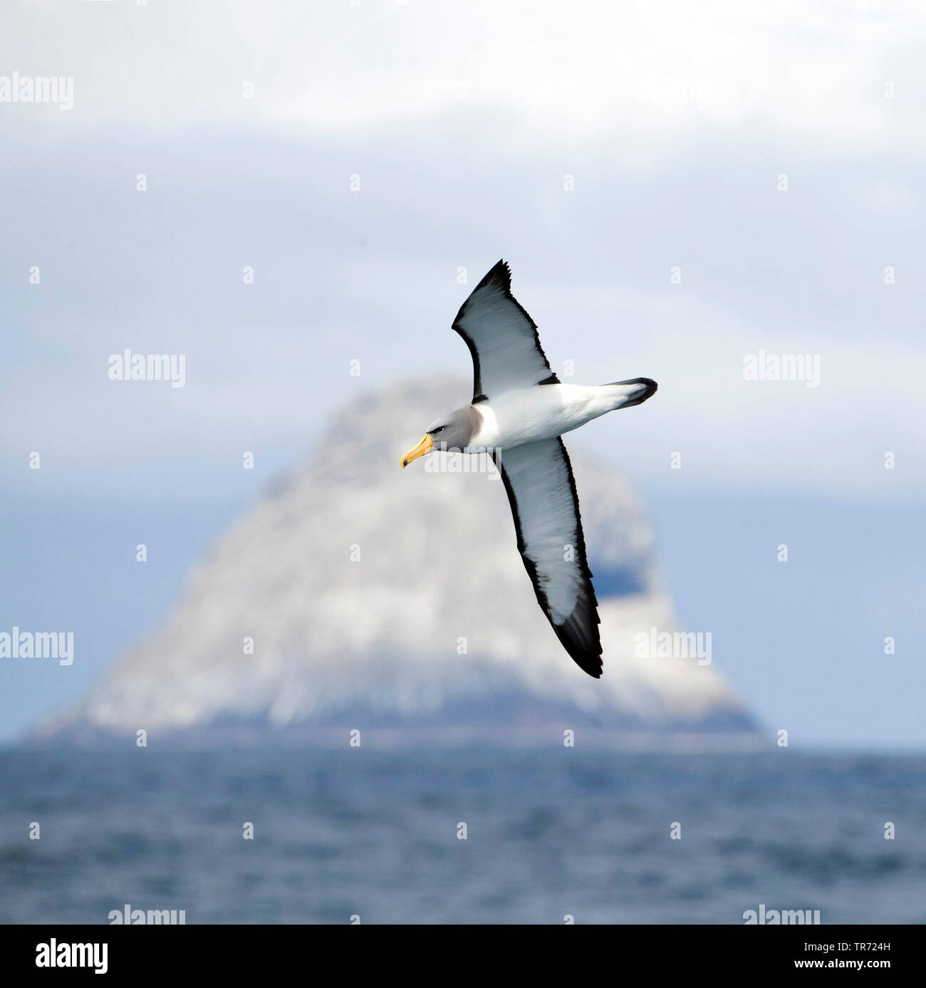 Chatham Albatross (Thalassarche eremita), in flight near its only