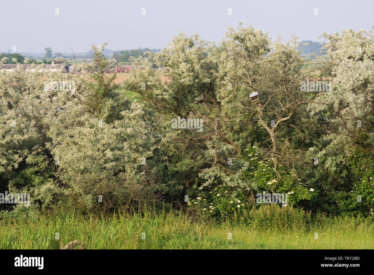 Falcon nestbox at Hortobagy, Hungary, Hortobagy Stock Photo