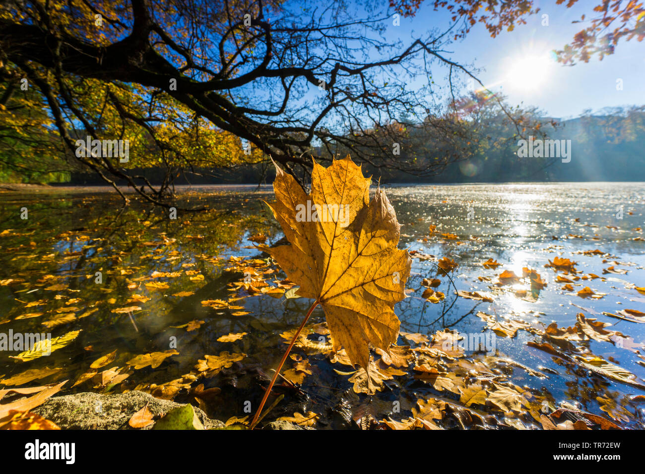 autumn leaves floating on the water, Germany, Saxony, Vogtlaendische Schweiz, Triebtal Stock Photo