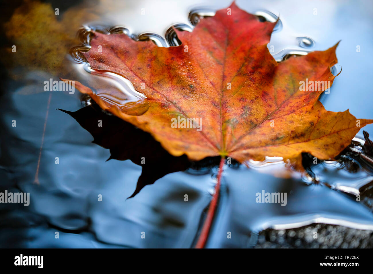 autumn leaf on water surface, Germany, Saxony, Vogtlaendische Schweiz, Triebtal Stock Photo