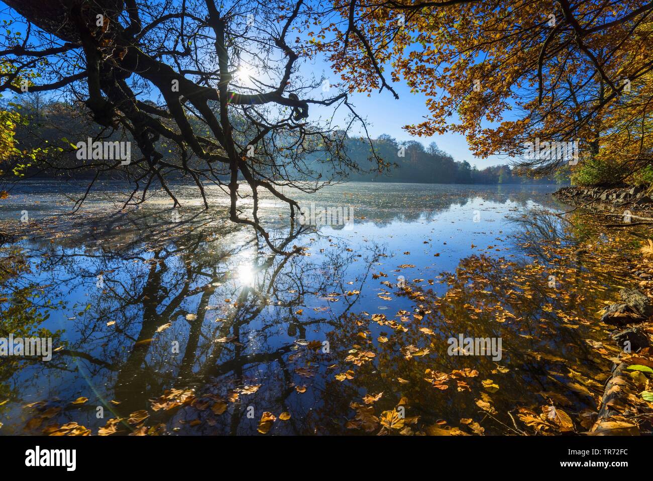 autumn leaves floating on the water, Germany, Saxony, Vogtlaendische Schweiz, Triebtal Stock Photo