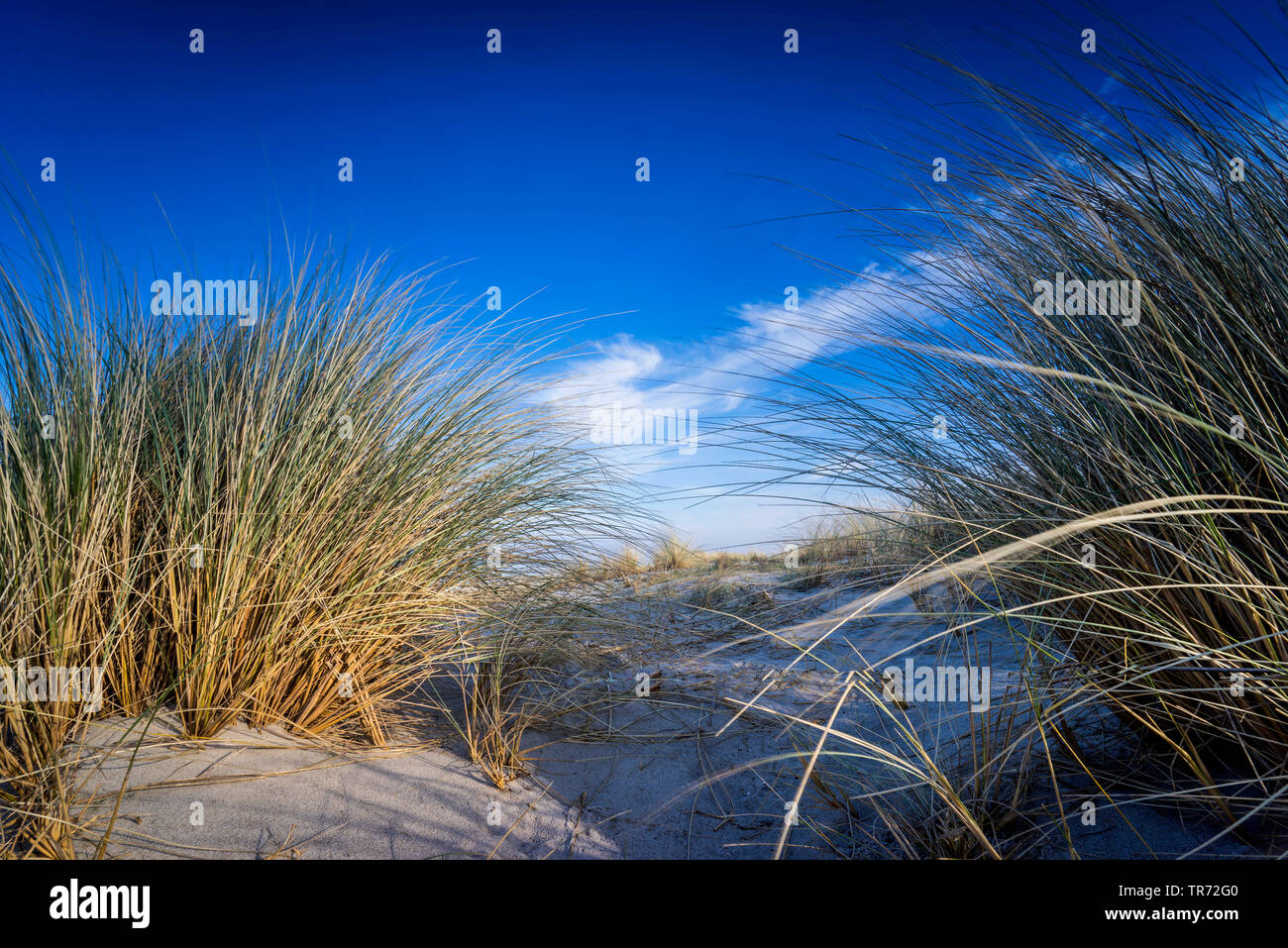 beach grass, European beachgrass, marram grass, psamma, sea sand-reed (Ammophila arenaria), on dunes at Baltic Sea, Germany, Mecklenburg-Western Pomerania, Darss, Prerow Stock Photo