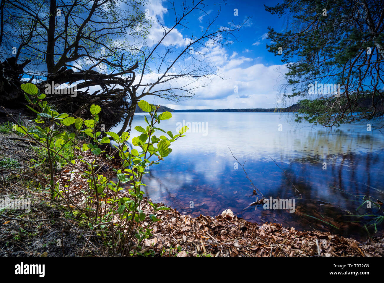 lake Grosser Stechlinsee, Germany, Brandenburg, Neuglobsow Stock Photo