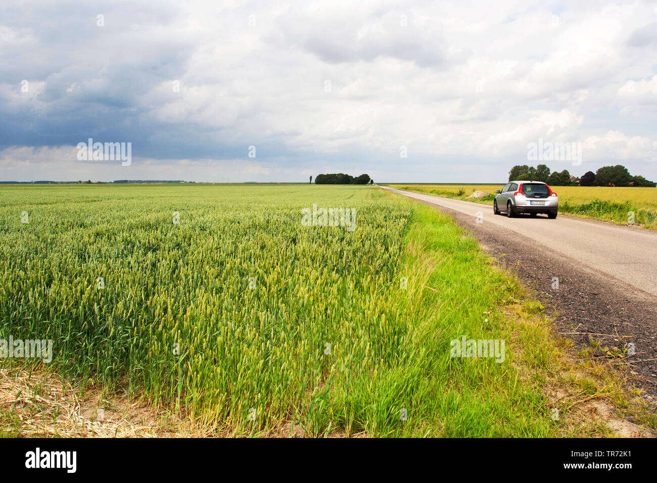wheat field, Carel Coenraadpolder, Noord-oost Groningen , Netherlands, Groningen, Carel Coenraadpolder, Oldambt Stock Photo