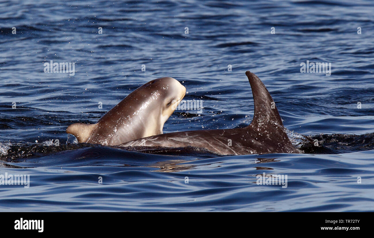 Risso's dolphin, Gray grampus, white-headed grampus (Grampus griseus), swimming, adult with young breaking the surface of the water, United Kingdom, Scotland, Shetland Islands Stock Photo