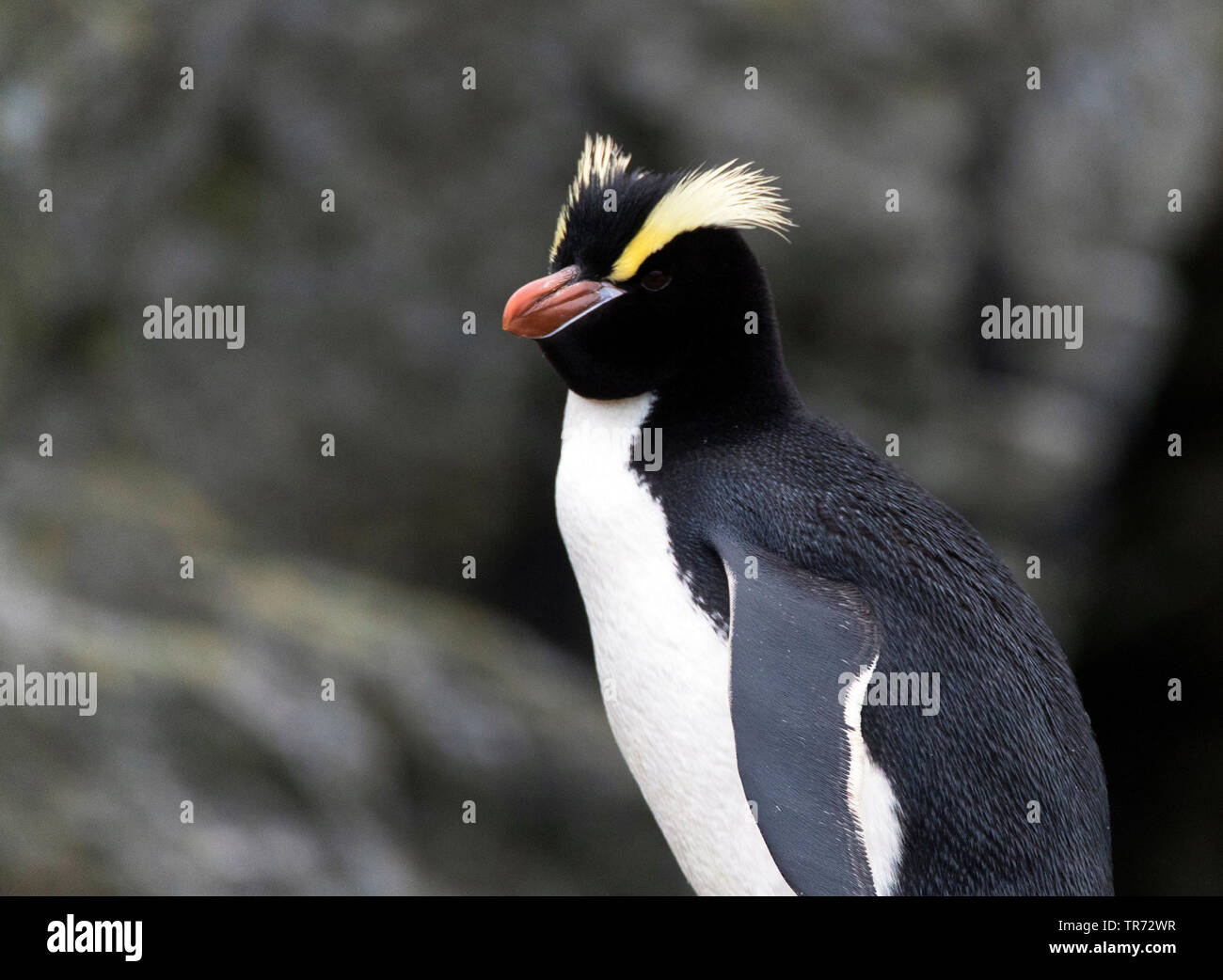 big-crested penguin (Eudyptes sclateri), New Zealand, Antipodes Islands Stock Photo