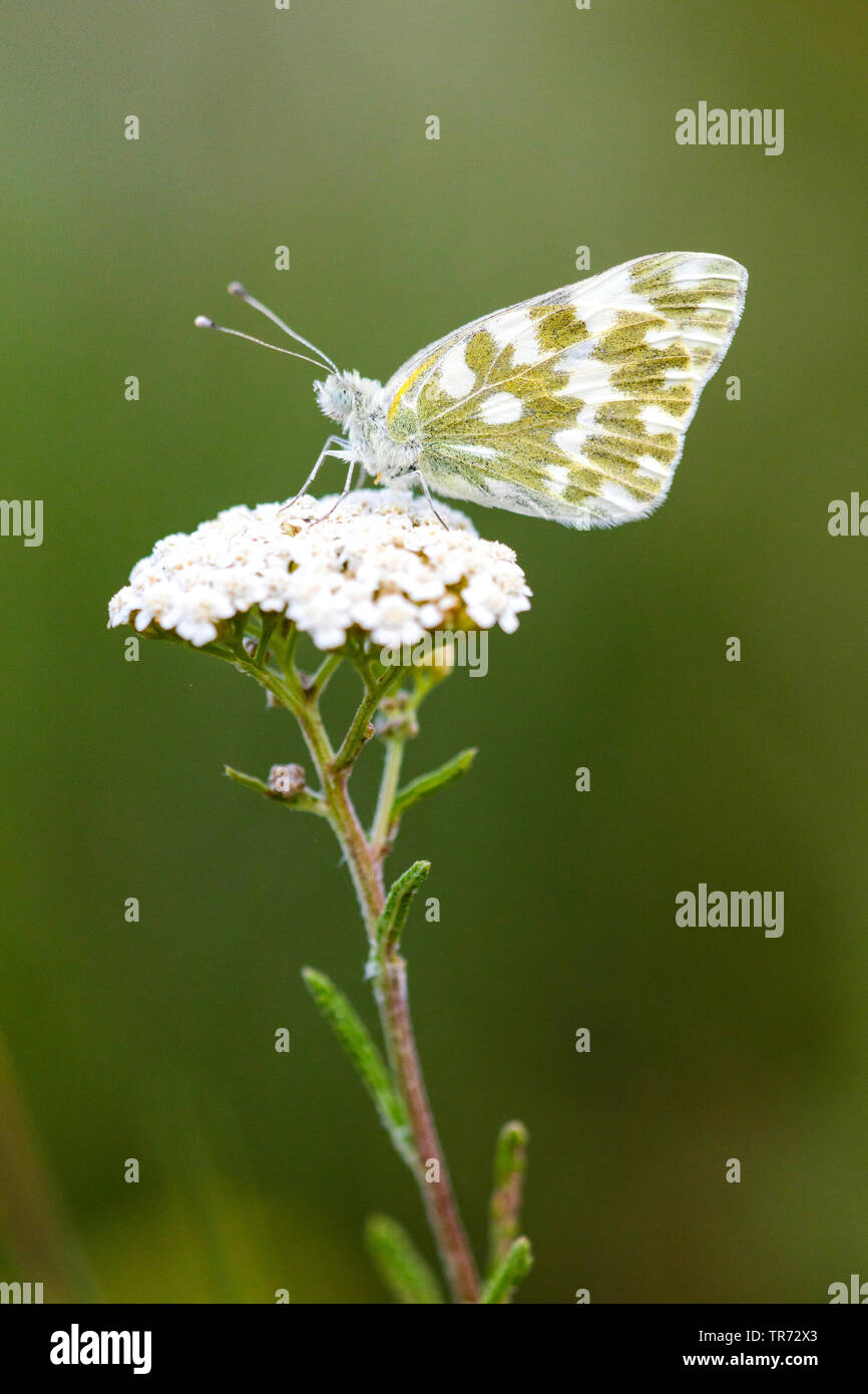 Bath white butterflies hi-res stock photography and images - Alamy