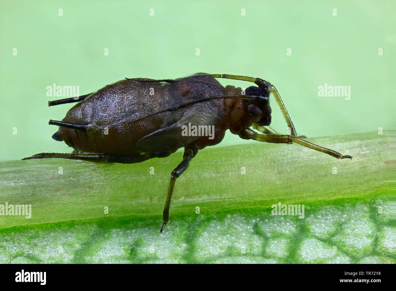aphids (Aphidoidea), aphid on a leaf, closeup, Germany Stock Photo
