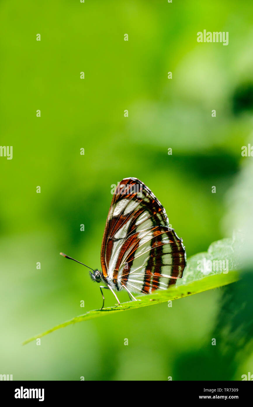 Common glider butterfly hires stock photography and images Alamy
