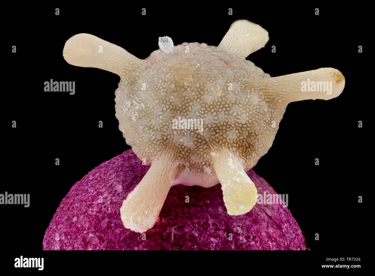 foraminiferans, forams (Foraminiferida), Calcarina of Japan, foram on a matchstick head and radiolarian Stock Photo