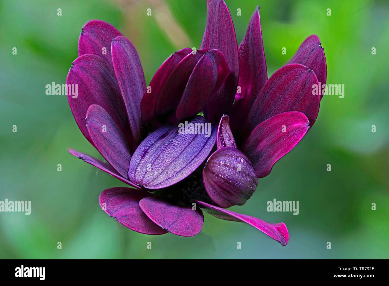 African Daisy, Lavender African Daisy, Norlindh freeway daisy (Osteospermum ecklonis), inflorescence Stock Photo