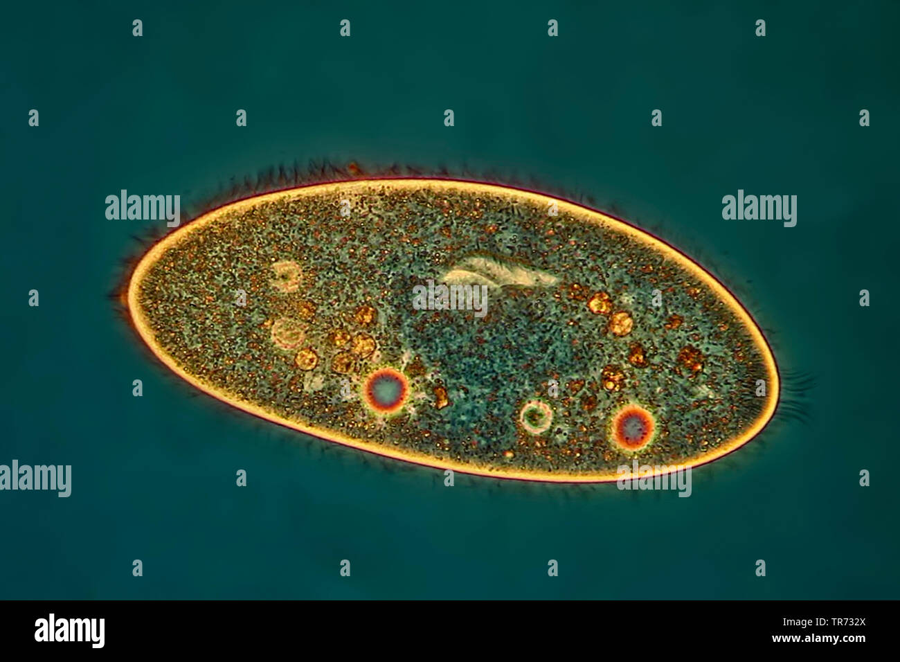 Paramecium hi-res stock photography and images - Alamy