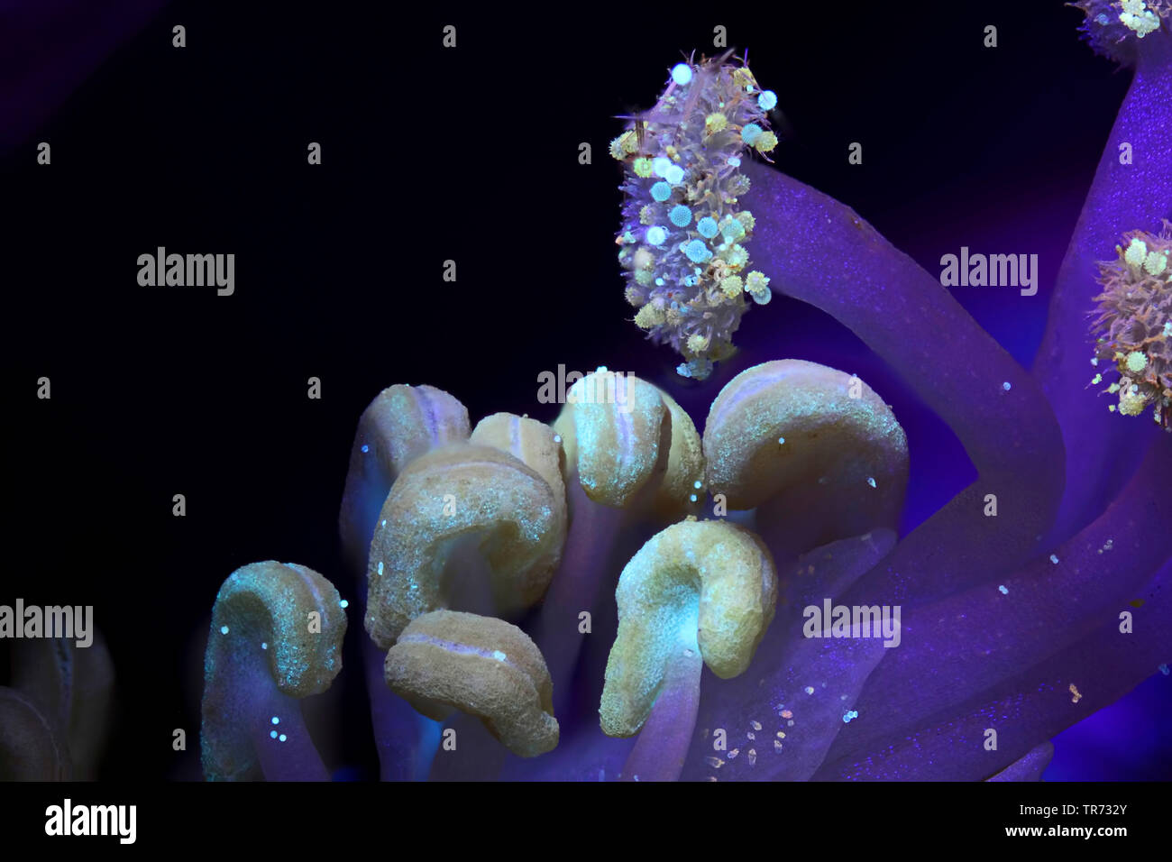 shrubby althaea, rose-of-Sharon (Hibiscus syriacus), stigma and stamens in UV light, Germany Stock Photo