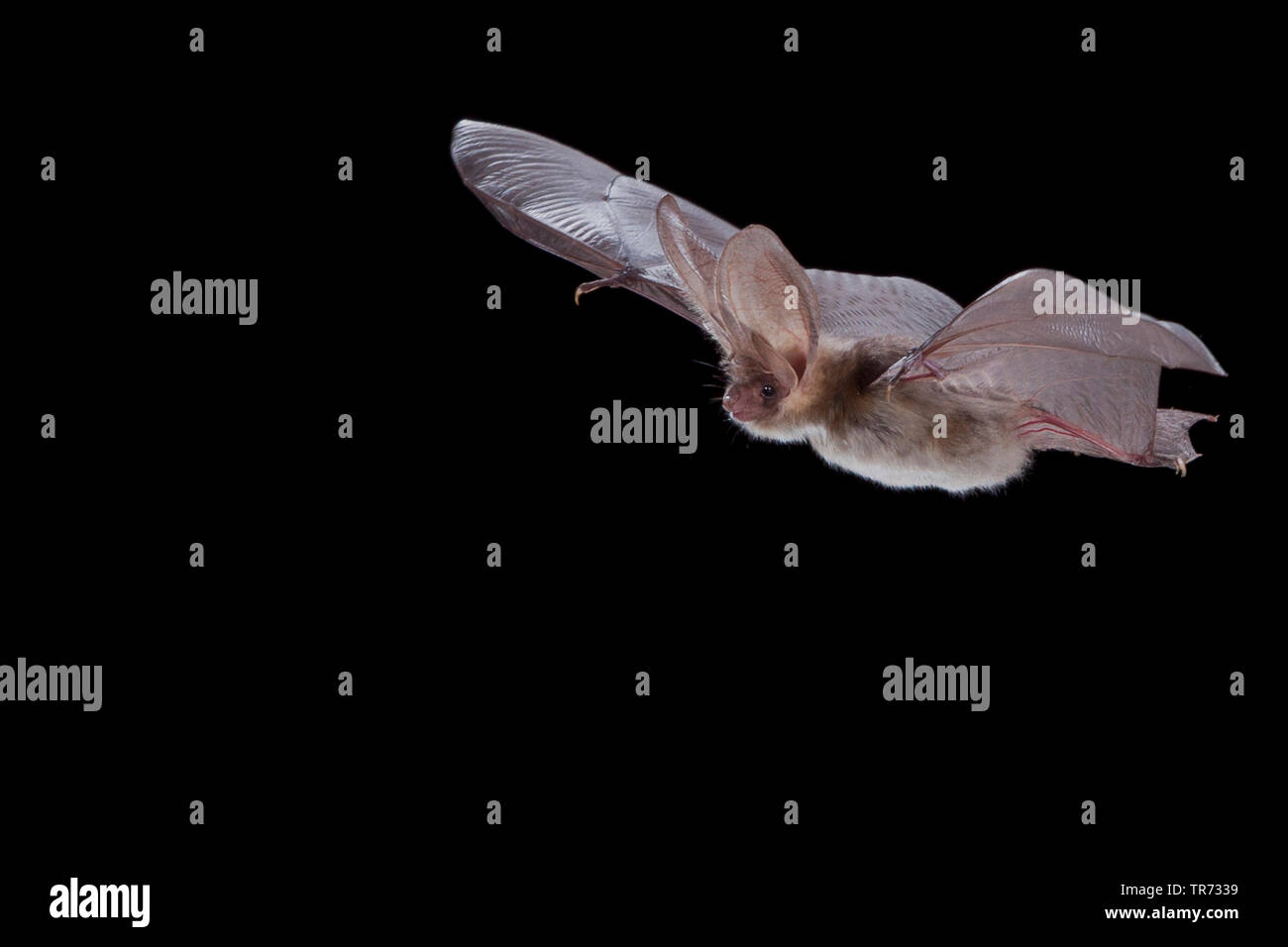 brown long-eared bat, common long-eared bat (Plecotus auritus), flying