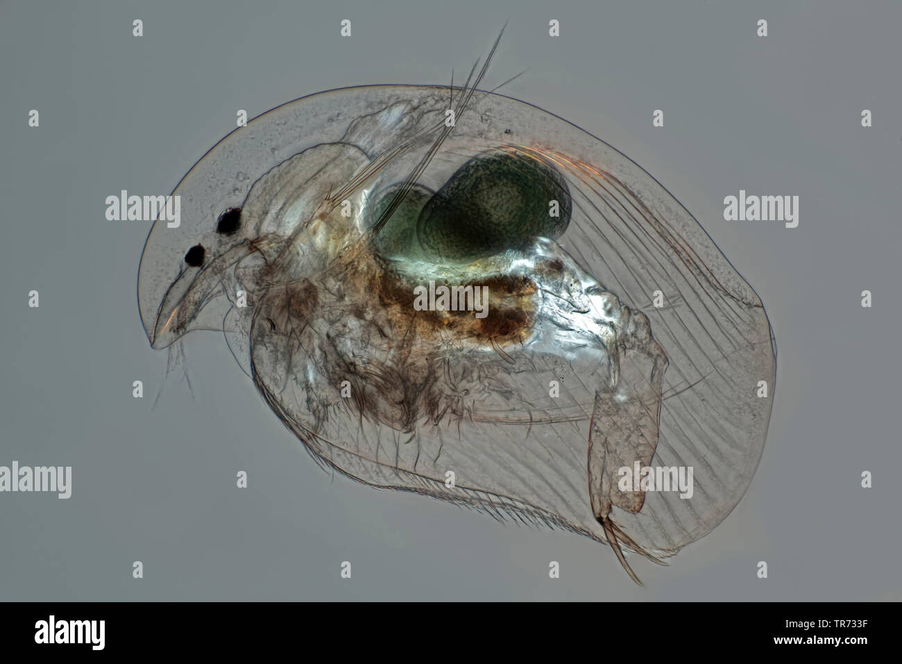 common water flea (Daphnia pulex), light-field picture with polarisation, microscopic image, Germany Stock Photo