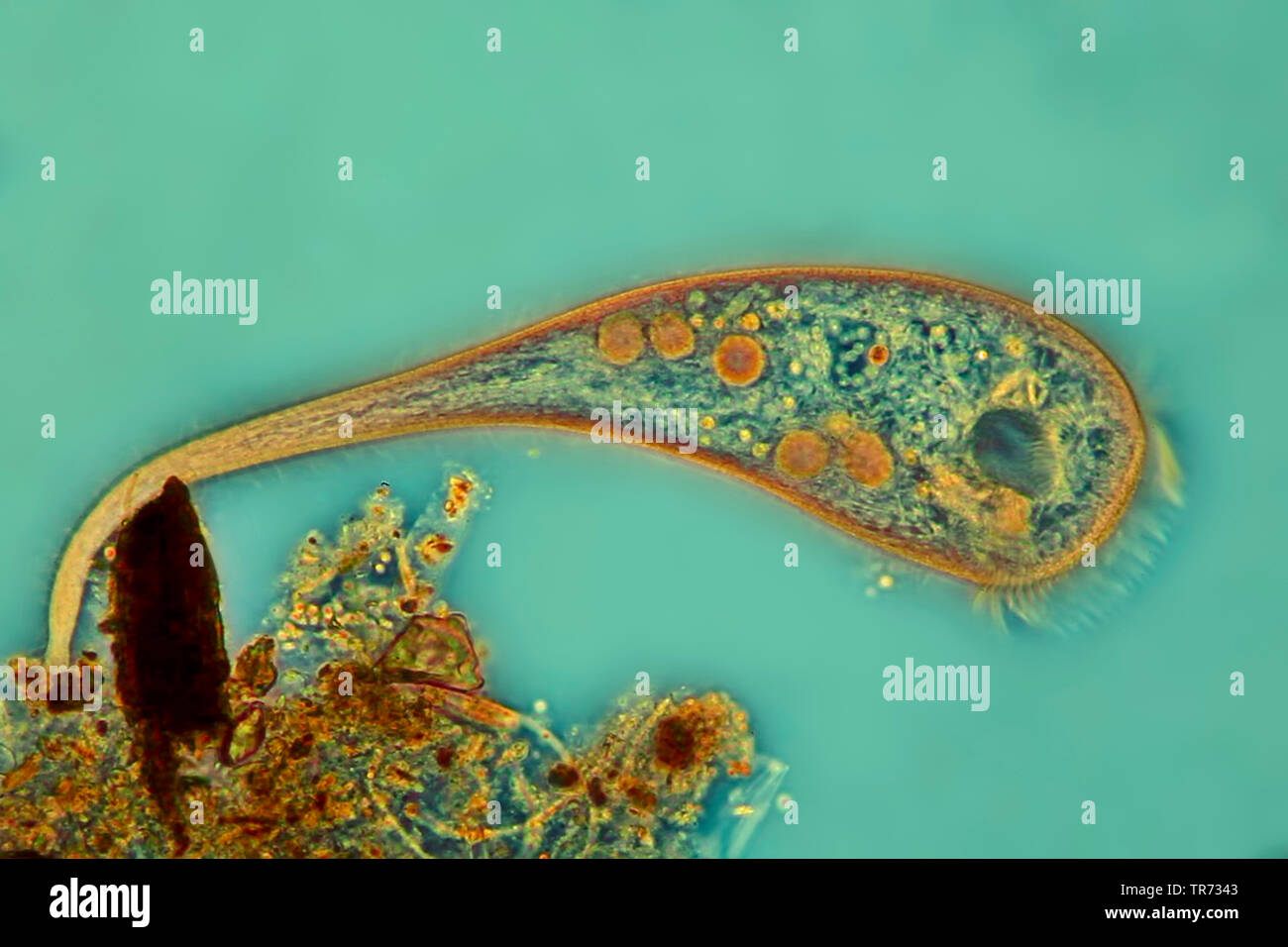 trumpet animalcules (Stentor spec.), interference contrast, Germany ...