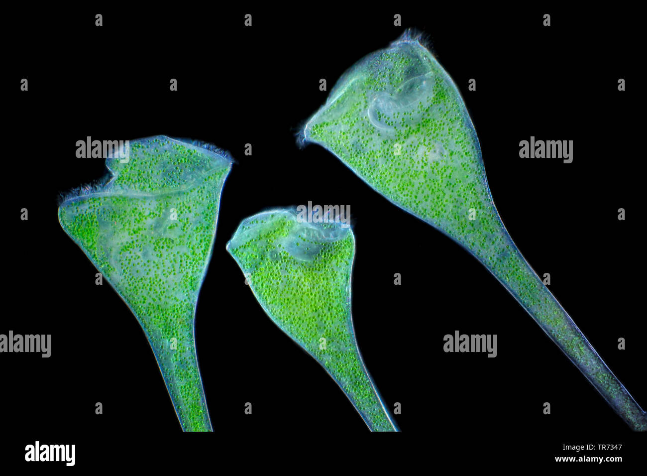 green trumpet animalcule (Stentor polymorphus), with dark-field microscope, Germany Stock Photo