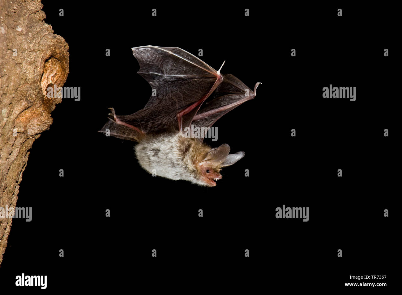 Bechstein's bat (Myotis bechsteinii), flying at night, Belgium Stock Photo