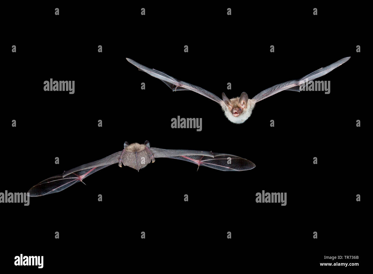 Bechstein's bat (Myotis bechsteinii), hunting at night, Belgium Stock Photo