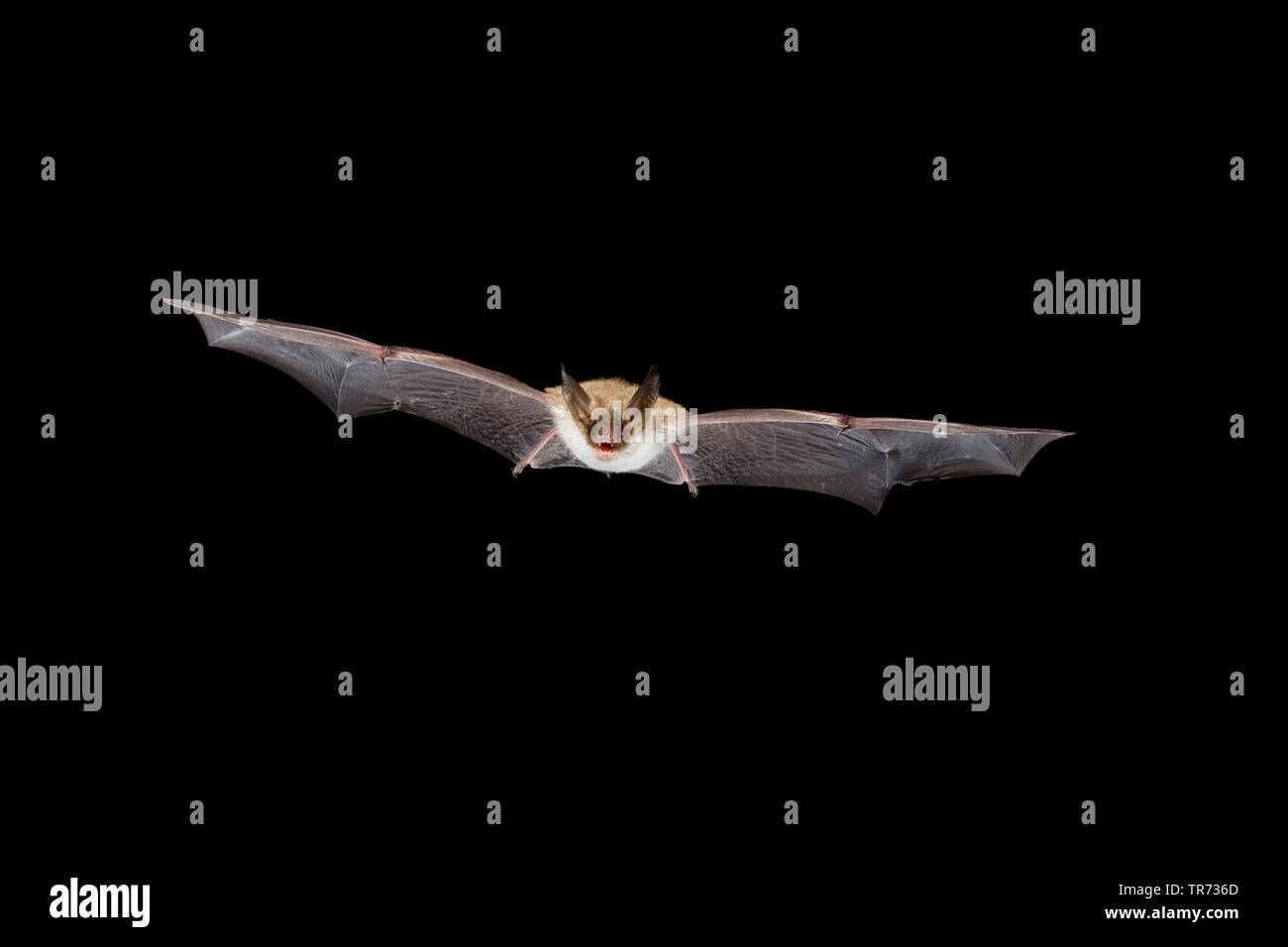 Bechstein's bat (Myotis bechsteinii), flying at night, Belgium Stock Photo