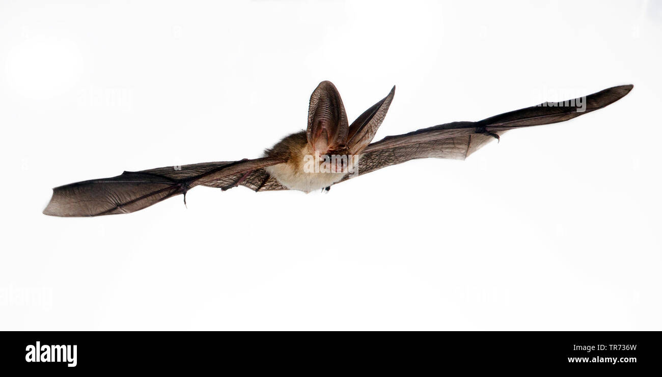 brown longeared bat, common longeared bat (Plecotus auritus), flying