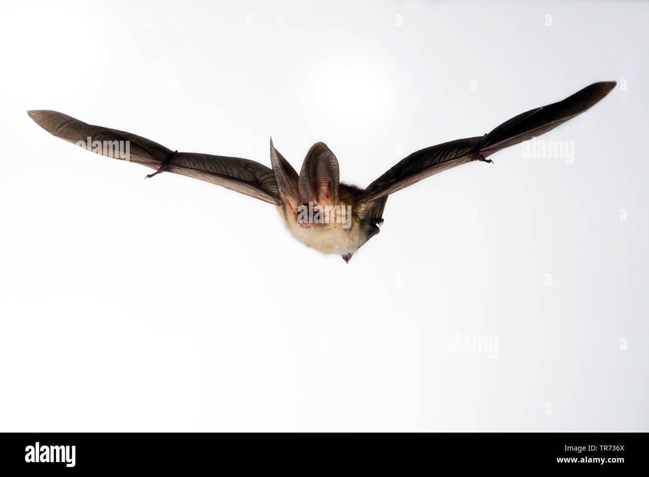 brown long-eared bat, common long-eared bat (Plecotus auritus), flying, cutout, Netherlands Stock Photo