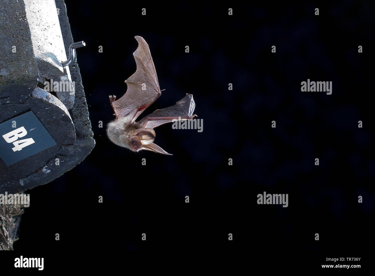brown long-eared bat, common long-eared bat (Plecotus auritus), flying