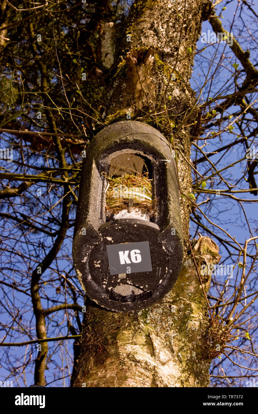 batbox in tree, Netherlands Stock Photo