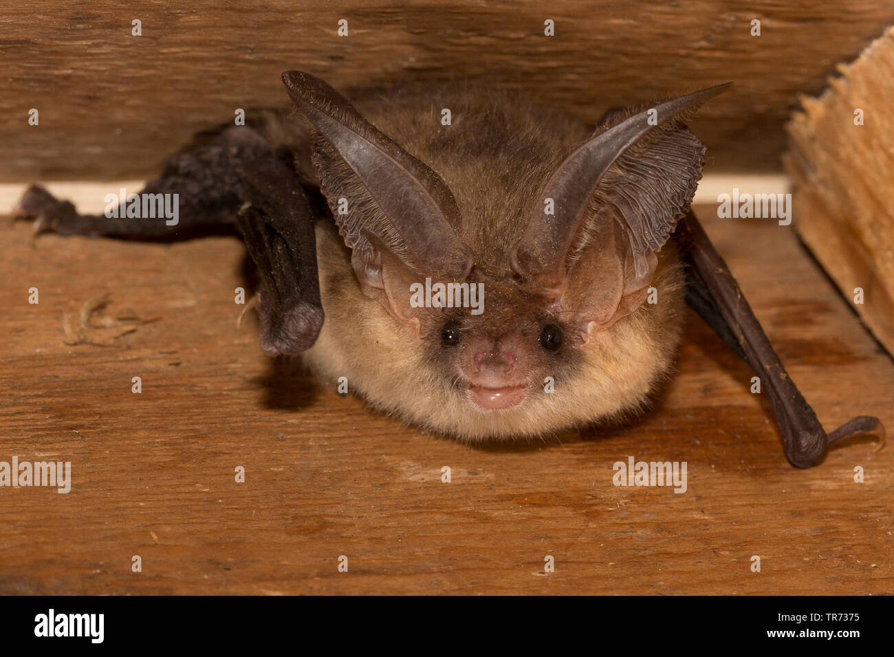 brown long-eared bat, common long-eared bat (Plecotus auritus), in a batbox, Belgium Stock Photo