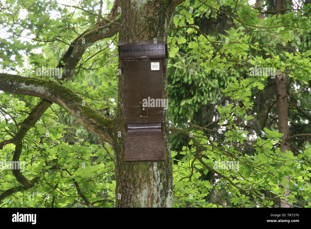 batbox in tree, Netherlands Stock Photo