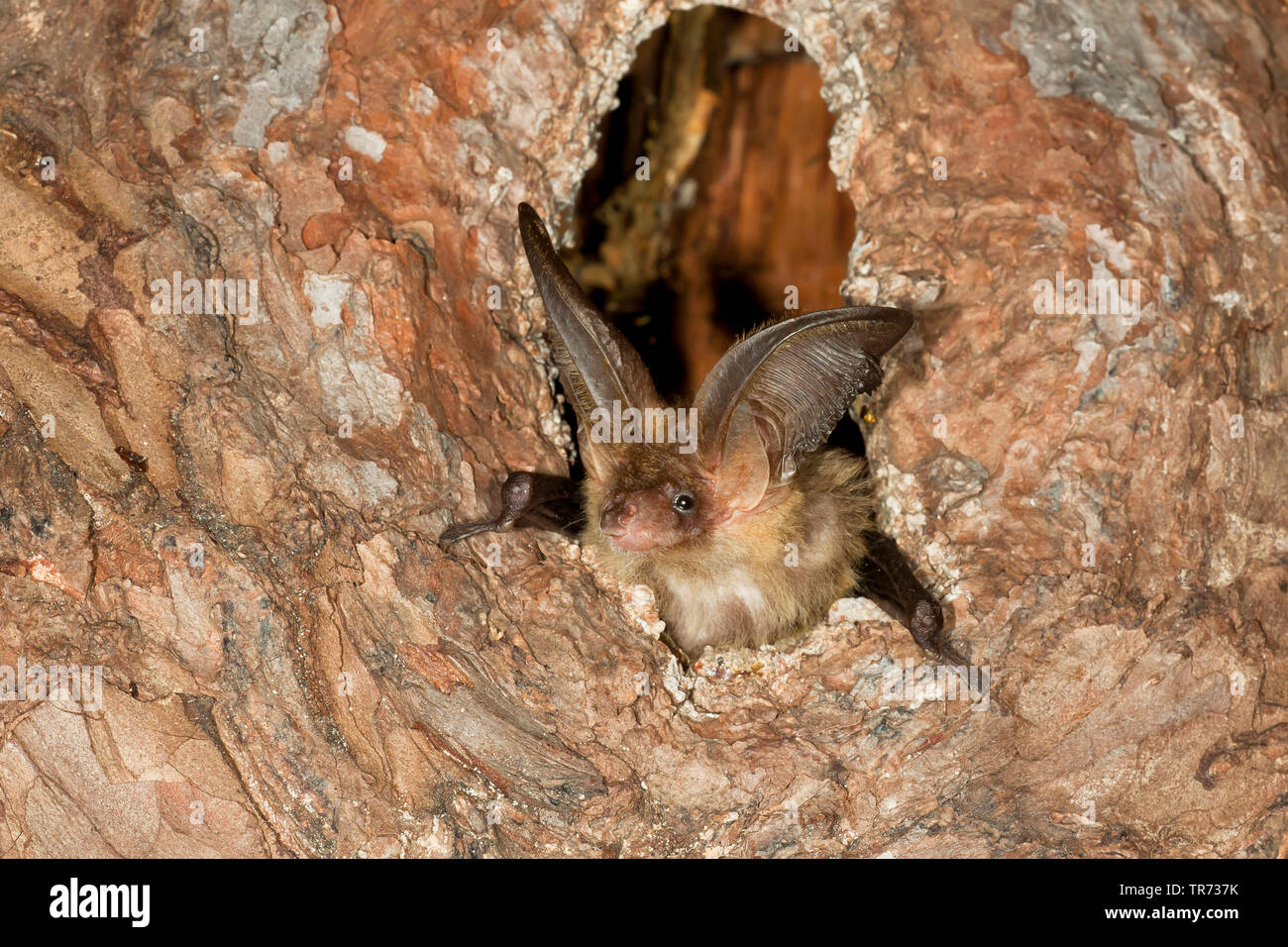 Bat tree nest hi-res stock photography and images - Alamy