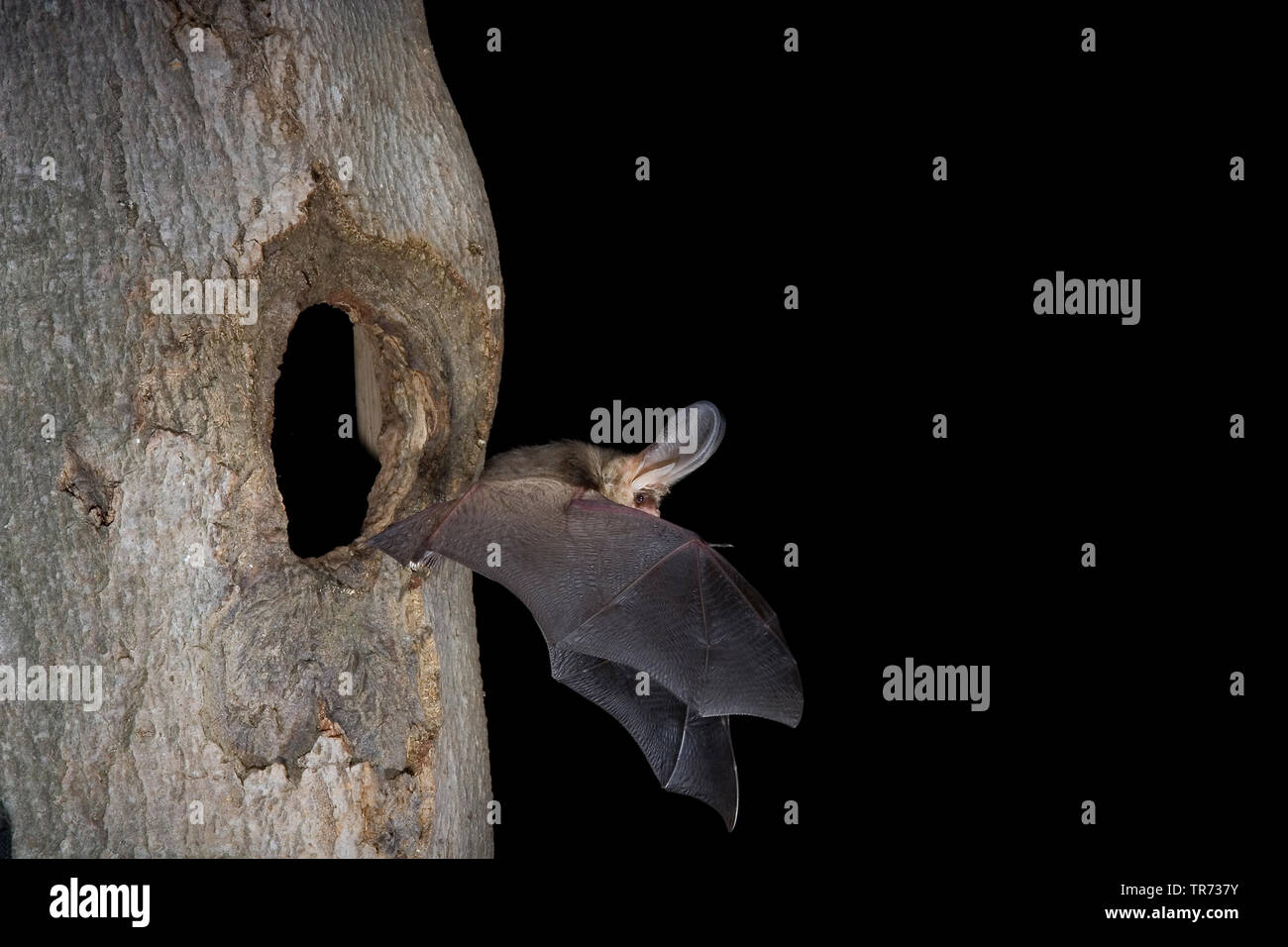 brown long-eared bat, common long-eared bat (Plecotus auritus), flying
