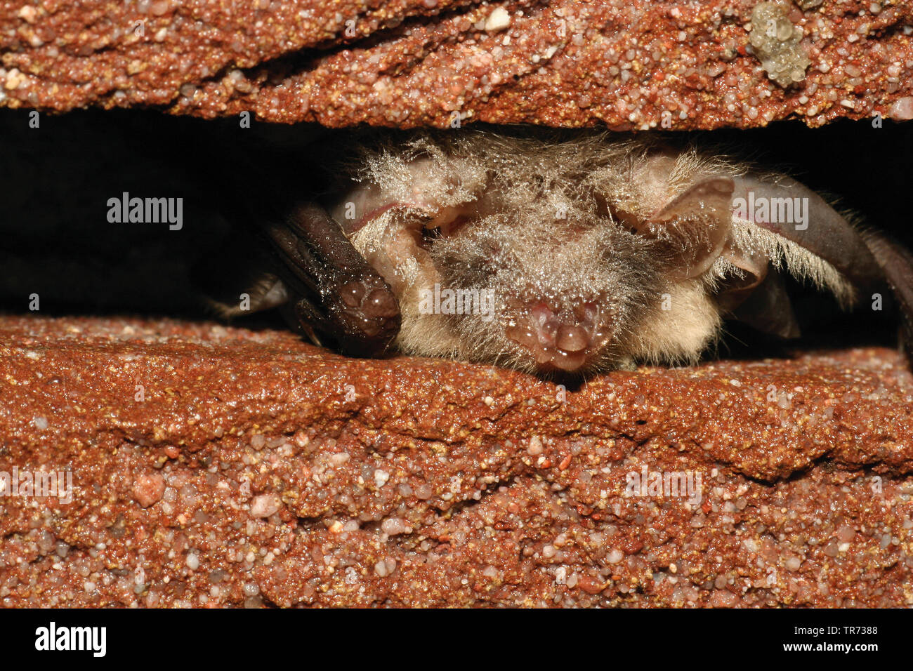 brown long-eared bat, common long-eared bat (Plecotus auritus), in a hiding place, Netherlands Stock Photo