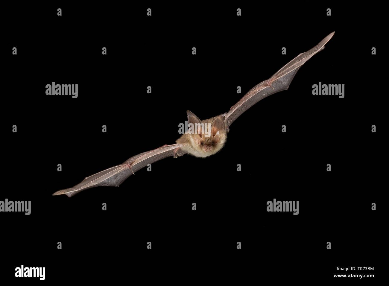 brown long-eared bat, common long-eared bat (Plecotus auritus), flying at night, Netherlands Stock Photo