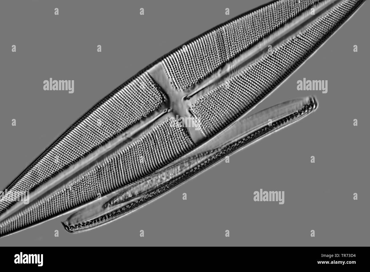 diatom (Diatomeae), in Nomarski Interference Contrast Stock Photo